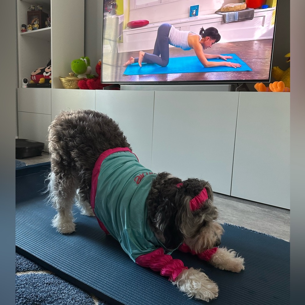 Barbie Aerobics Barbie Pet Costume size XS 6-10lbs